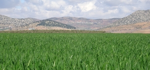 Yağışlar buğday üreticisinin yüzünü güldürdü