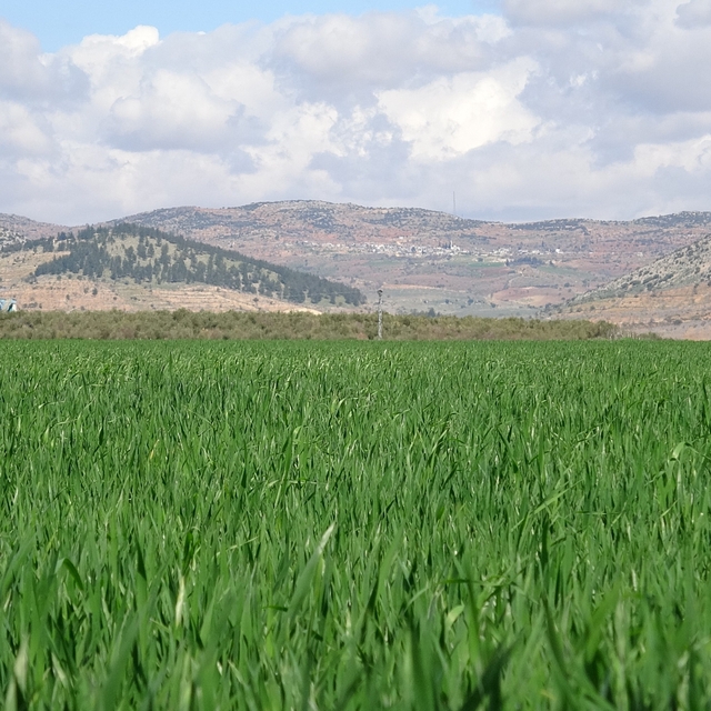 Yağışlar buğday üreticisinin yüzünü güldürdü