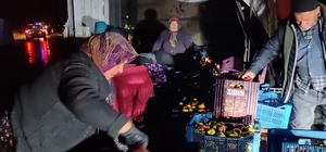 Kazada çevreye dağılan elmaları köy sakinleri topladı