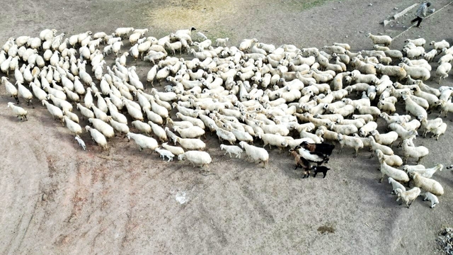 Kayseri'de 200 kuzu anneleri ile buluştu; o anlar dron kamerasında