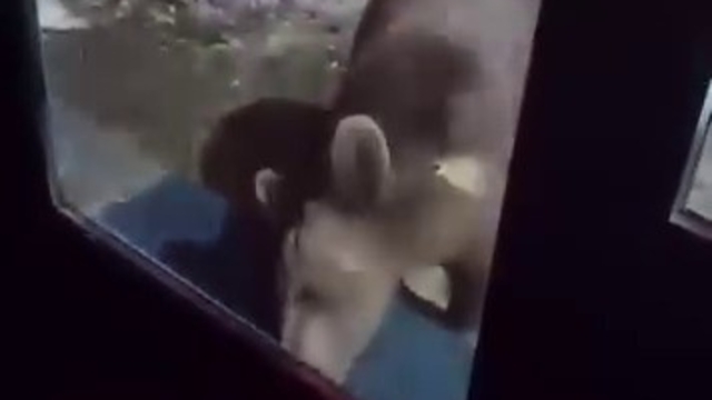 Uludağ'da ayı ailesi kamerada...Ani hareket paniğe neden oldu