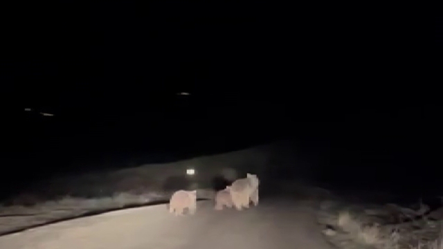 Kış uykusundan uyanan ayı ve yavruları yemek ararken görüntülendi