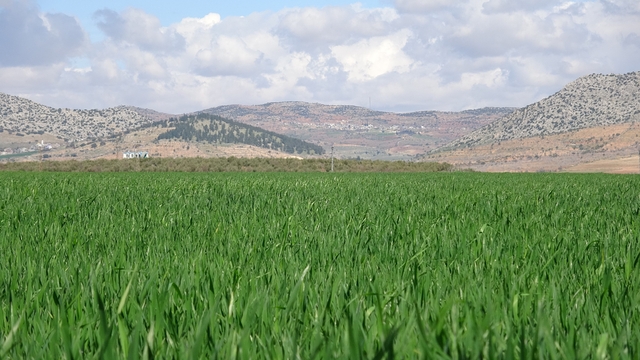 Yağışlar buğday üreticisinin yüzünü güldürdü