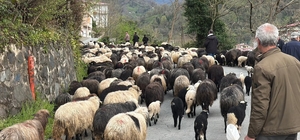 Artvin'de zorlu yayla göçü başladı