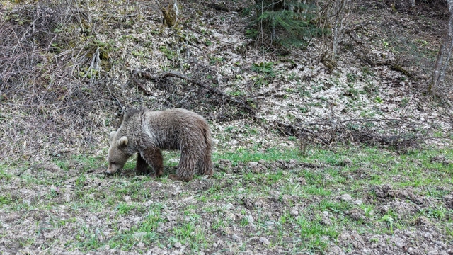 Kastamonu'da ormanlık alanda beslenen ayılar görüntülendi