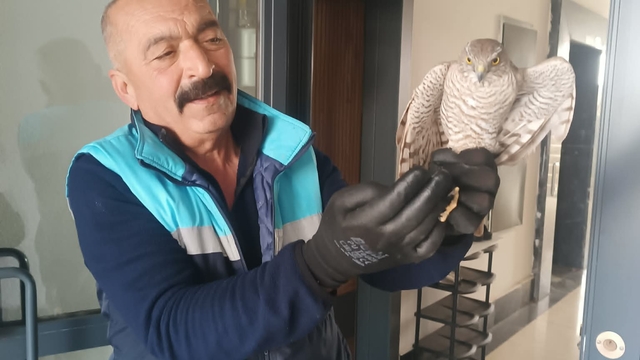 Apartmanda yakaladığı atmacayı doğaya geri bıraktı