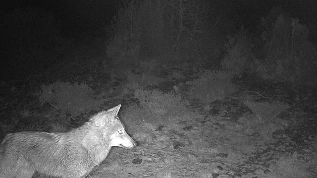 Kütahya'da yaban hayatı fotokapana takıldı