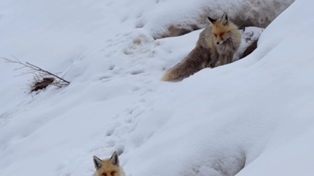 Bingöl'de yuvasında görüntülenen kızıl tilki mest etti