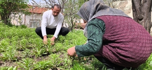 Babasından miras kalan akzambaklara gözü gibi bakıyor