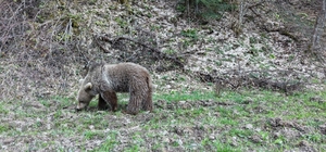 Kış uykusundan uyanan ayılar, ormanlık alanda beslenirken görüntülendi