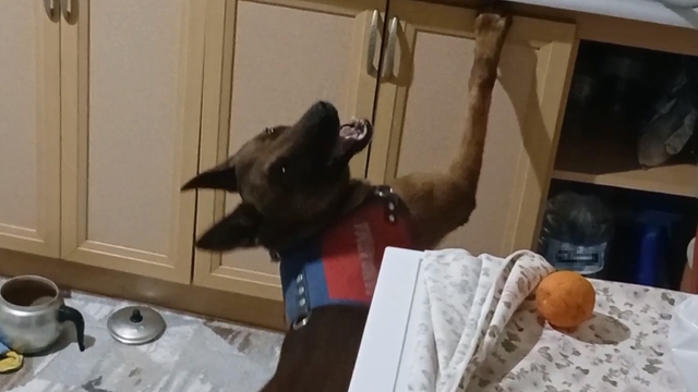 Burnuyla kokladı, patisiyle uyuşturucuların yerini gösterdi
Aksaray'da uyuşturucularla birlikte yakalanan 3 kişiden 2'si tutuklandı