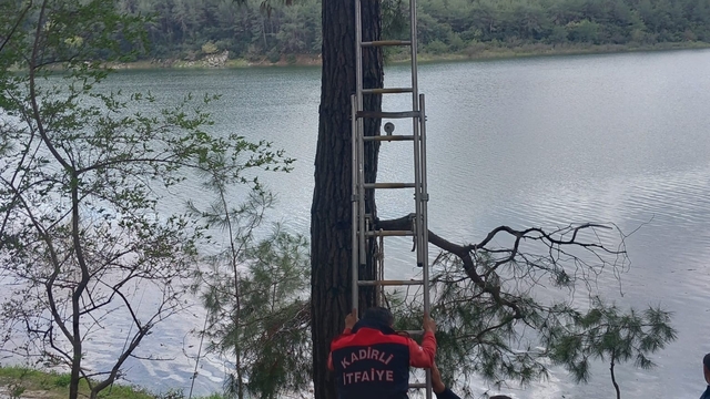 Osmaniye'de ağaca takılan kargayı itfaiye kurtardı
