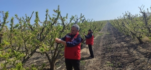 Salihli’de meyve üreticilerine 'Çil ve filiz güvesi' uyarısı