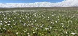 Yüksekova'da baharın müjdecisi kardelenler çiçek açtı