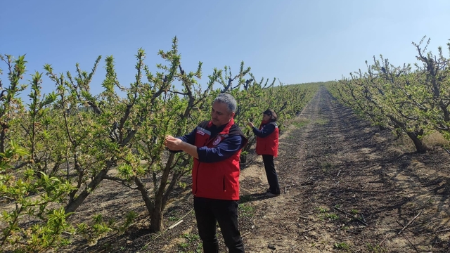 Salihli'de meyve üreticilerine 'Çil ve filiz güvesi' uyarısı
