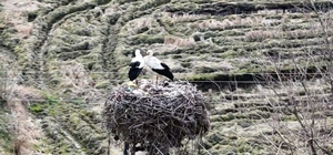 Baharın müjdecisi leylekler Sinop'a geldi