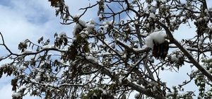 Çorum için zirai don uyarısı