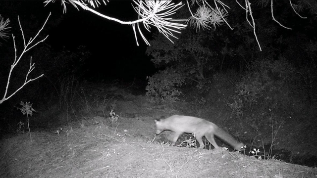 Karabük'te fotokapan yaban hayatını gözler önüne serdi