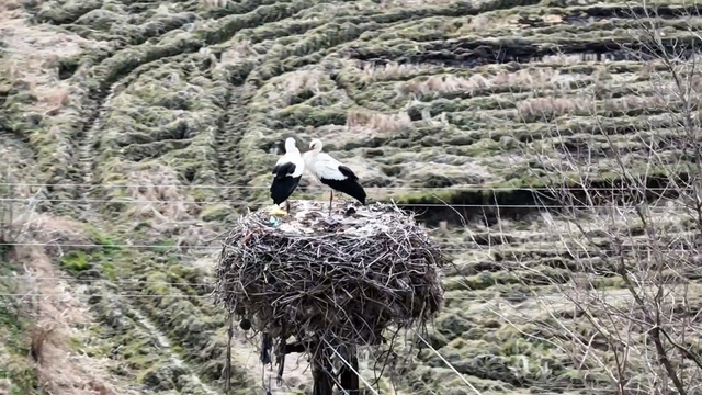 Baharın müjdecisi leylekler Sinop'a geldi