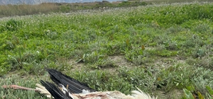 Göç yolundaki 5 leylek tüfekle vuruldu