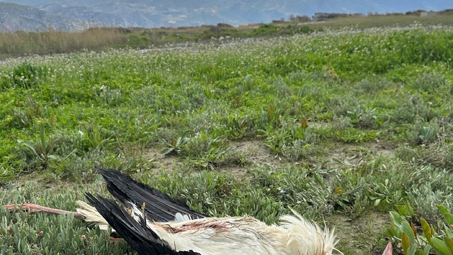 Göç yolundaki 5 leylek tüfekle vuruldu