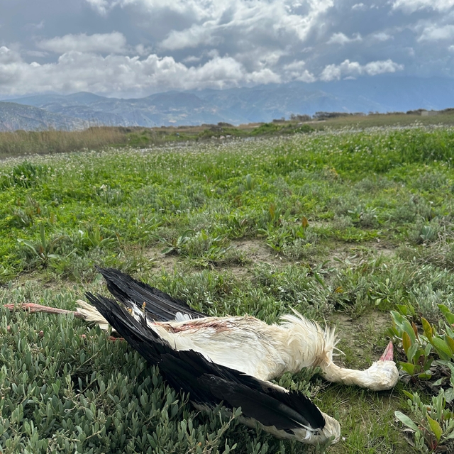 Göç yolundaki 5 leylek tüfekle vuruldu