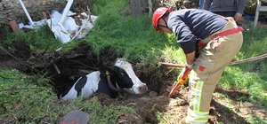 Kuyuya düşen 7 aylık gebe inek kurtarıldı