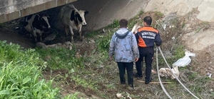 Köyden kaçan iki inek itfaiye ekiplerince yakalandı