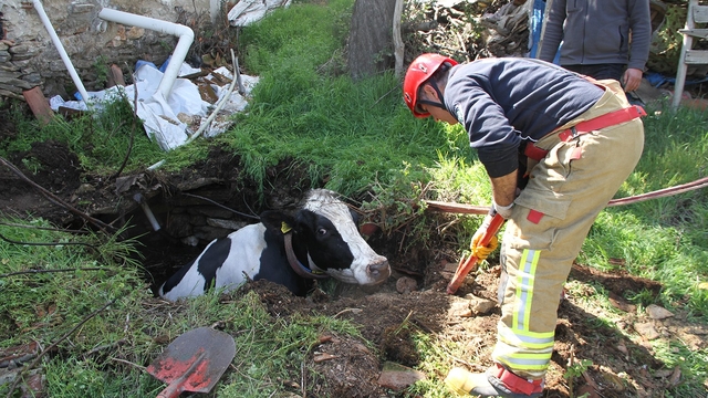 Kuyuya düşen 7 aylık gebe inek kurtarıldı