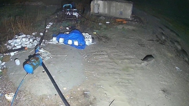 Konya'da domuz sürüsü yerleşim alanına indi