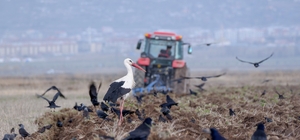 Erzincan’da zirai don uyarısı