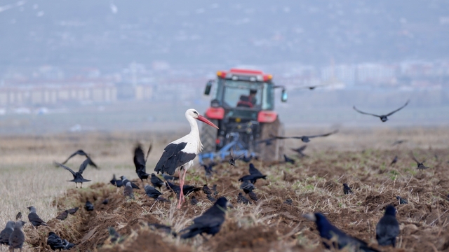 Erzincan'da zirai don uyarısı