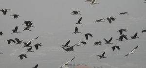 Göç yolundaki Hatay'da mola veren leylekler, sulak alanlar ve gökyüzünü kapladı