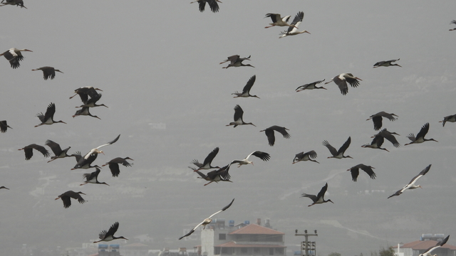 Göç yolundaki Hatay'da mola veren leylekler, sulak alanlar ve gökyüzünü kapladı