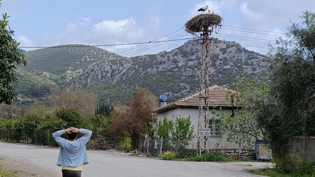 Baharın habercisi leylek, yuvasına bu yıl da eşiyle birlikte geldi