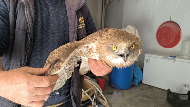 Gercüş'te yaralı kızıl şahine şefkat eli