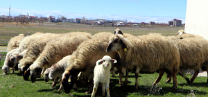Van'da koruma altındaki Norduz koyunu doğumları başladı