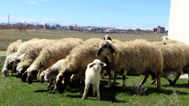 Van'da koruma altındaki Norduz koyunu doğumları başladı