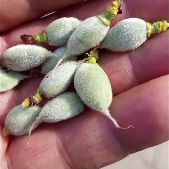 Çermik'te yılın ilk çağla hasadı başladı