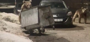 Kars'ta yerleşim bölgesine inen bozayılar çöpte yiyecek ararken görüntülend...