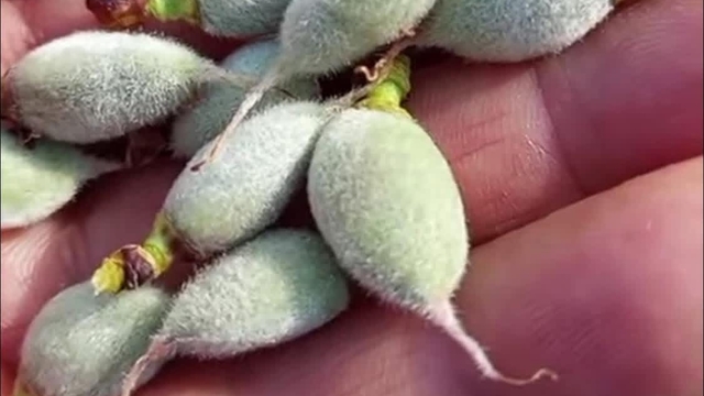 Çermik'te yılın ilk çağla hasadı başladı