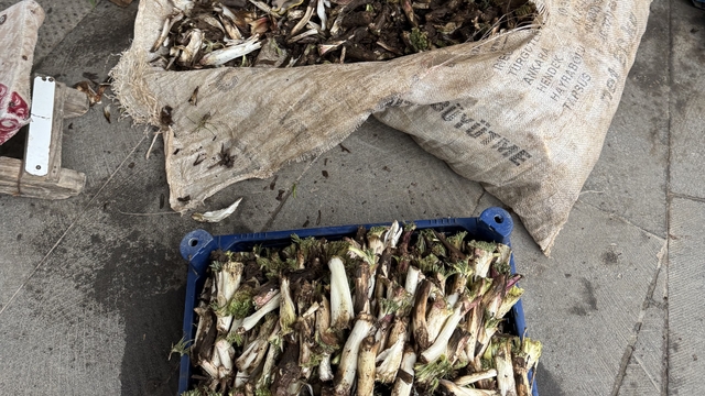 Doğada kendiliğinden yetişiyor, kilosu 250 liradan alıcı buluyor