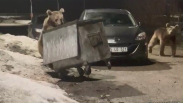 Kars'ta yerleşim bölgesine inen bozayılar çöpte yiyecek ararken görüntülendi