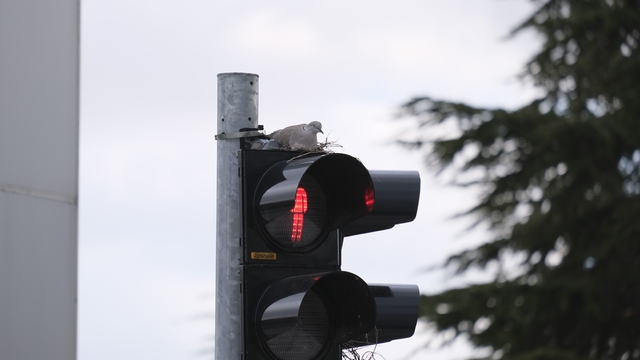 Karaman'ın en işlek kavşağındaki trafik lambasına yuva yapan kumru görenleri şaşırtıyor