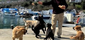 Olta tutkunu vatandaştan sokak köpeklerine şefkat
