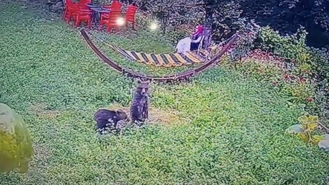 Bahçeye giren yavru ayılar kamerada