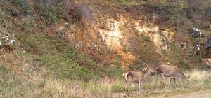 Ormandaki kızılgeyik sürüsü fotokapanla görüntülendi