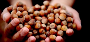 Yılın ilk çeyreğinde 2 bin 784 ton fındık ihraç edildi