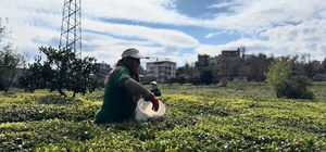 Çay üreticileri yeni sezona hazırlanıyor
