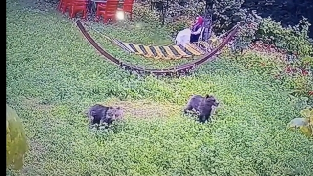 Karabük'ye yiyecek arayan yavru ayılar kamerada